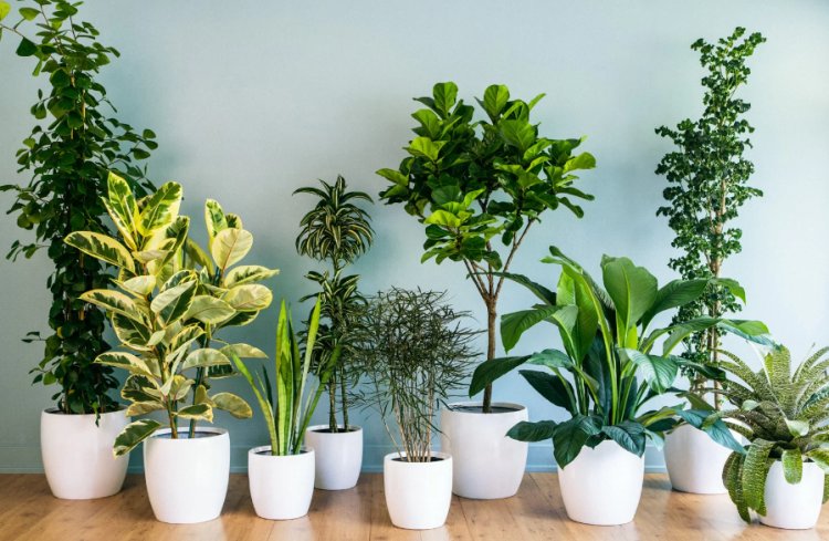 8 Air-Purifying Indoor Plants for Healthier Living Spaces