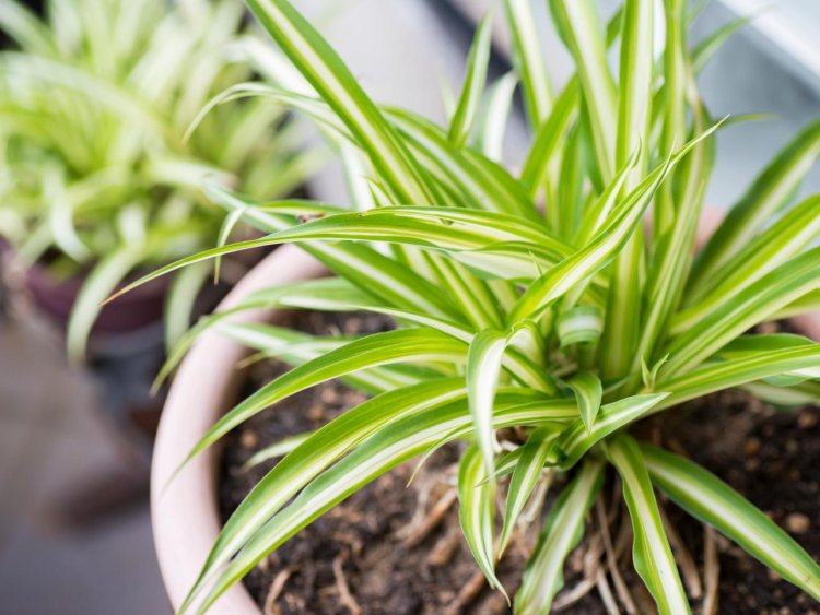 8 Air-Purifying Indoor Plants for Healthier Living Spaces