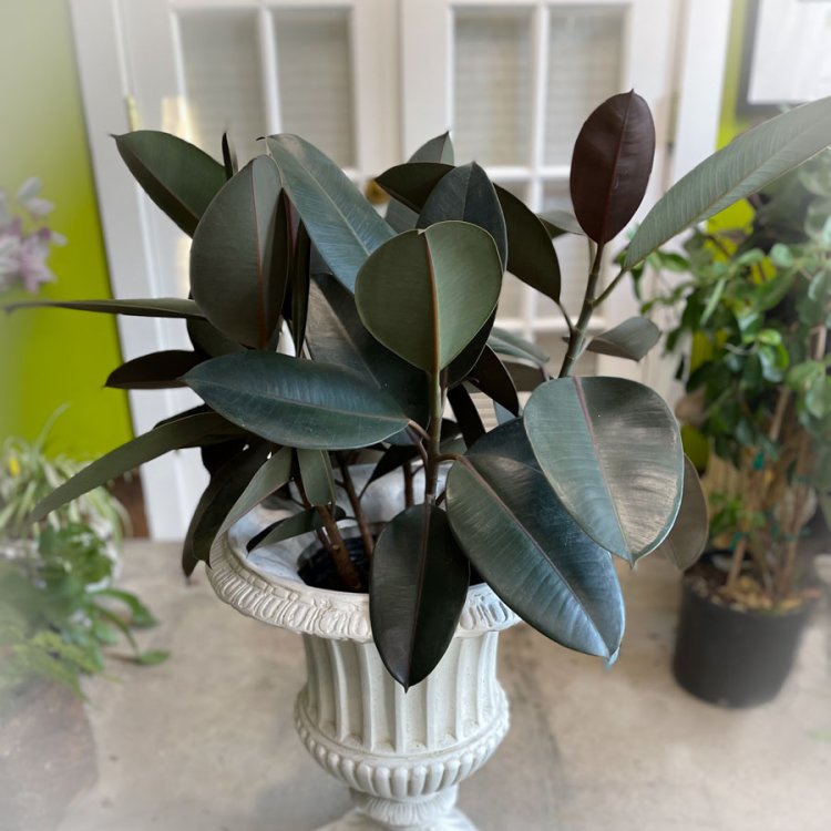 8 Air-Purifying Indoor Plants for Healthier Living Spaces