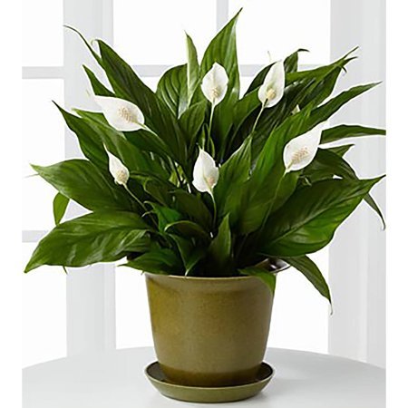 8 Air-Purifying Indoor Plants for Healthier Living Spaces