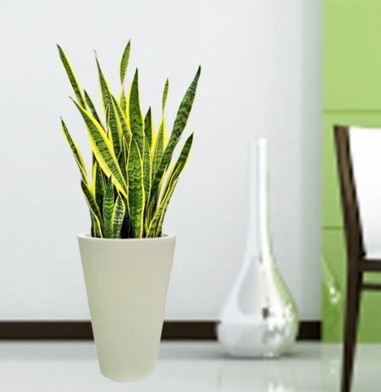 8 Air-Purifying Indoor Plants for Healthier Living Spaces